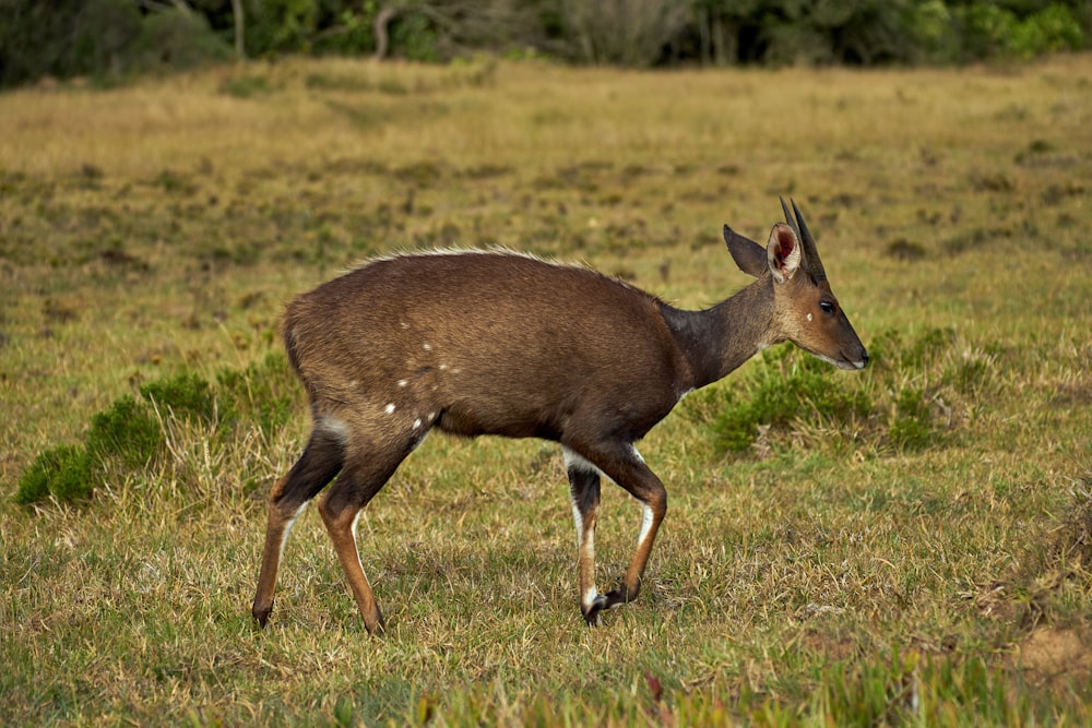 brown deer on green grass field during daytime