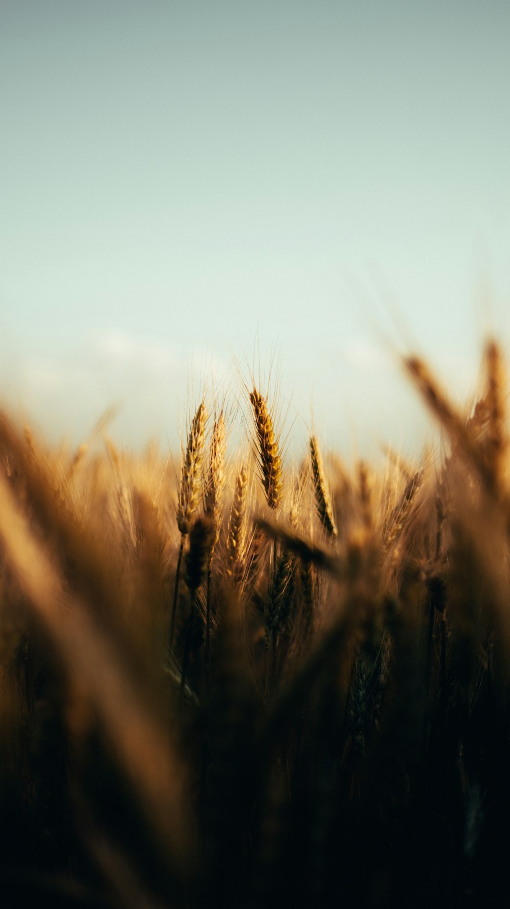 campo di grano bruno durante il giorno