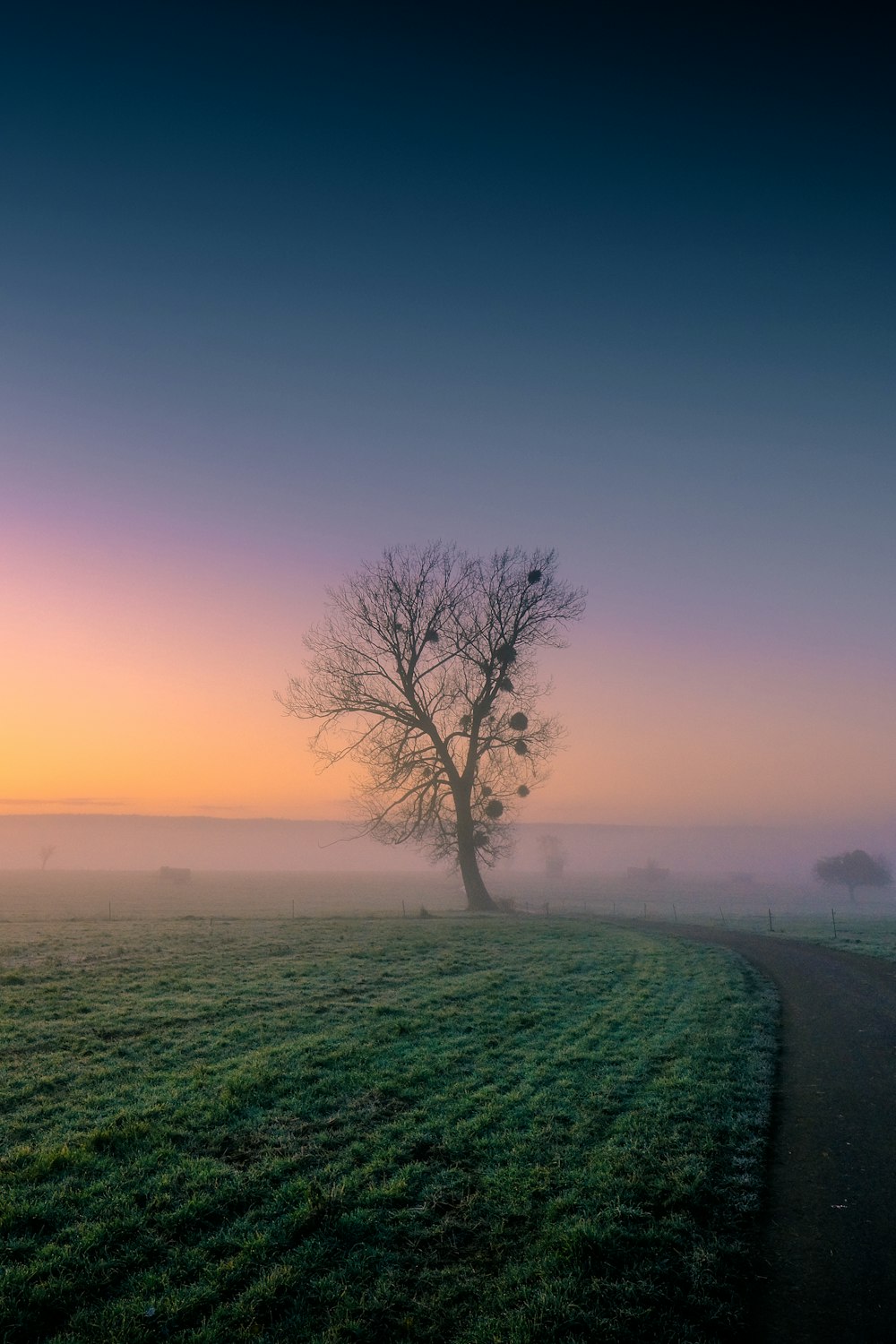 Arbre sans feuilles sur un champ d’herbe verte pendant la journée