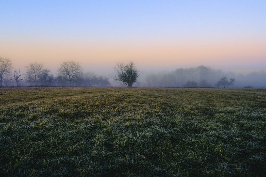 green grass field during daytime