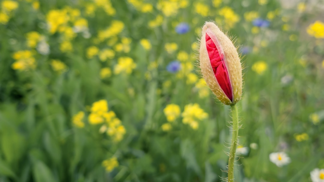 red and white flower bud in the middle of yellow flowers