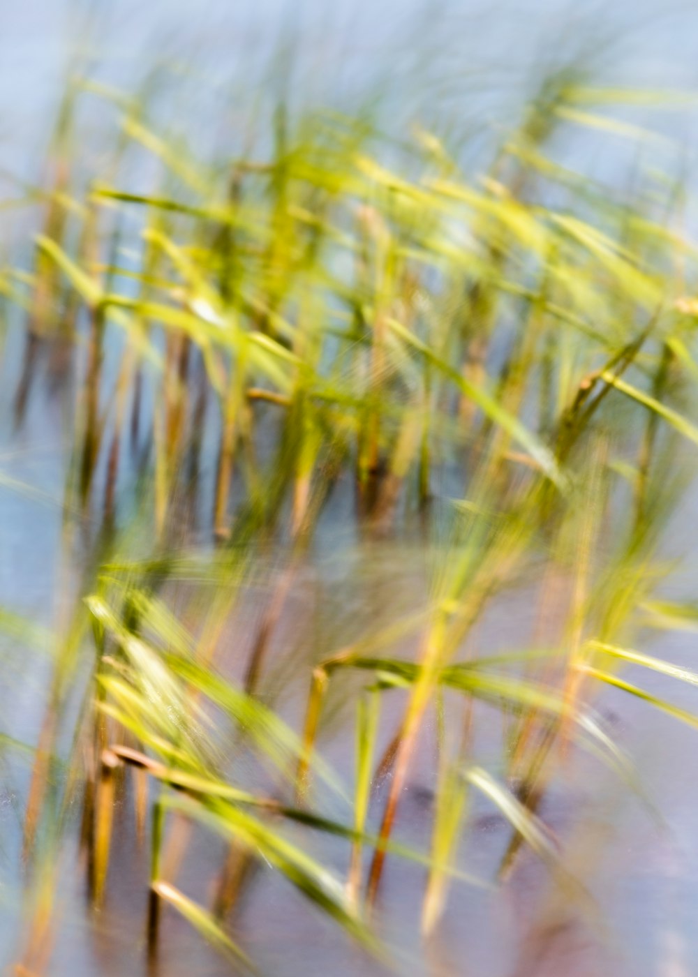 green and brown grass on water