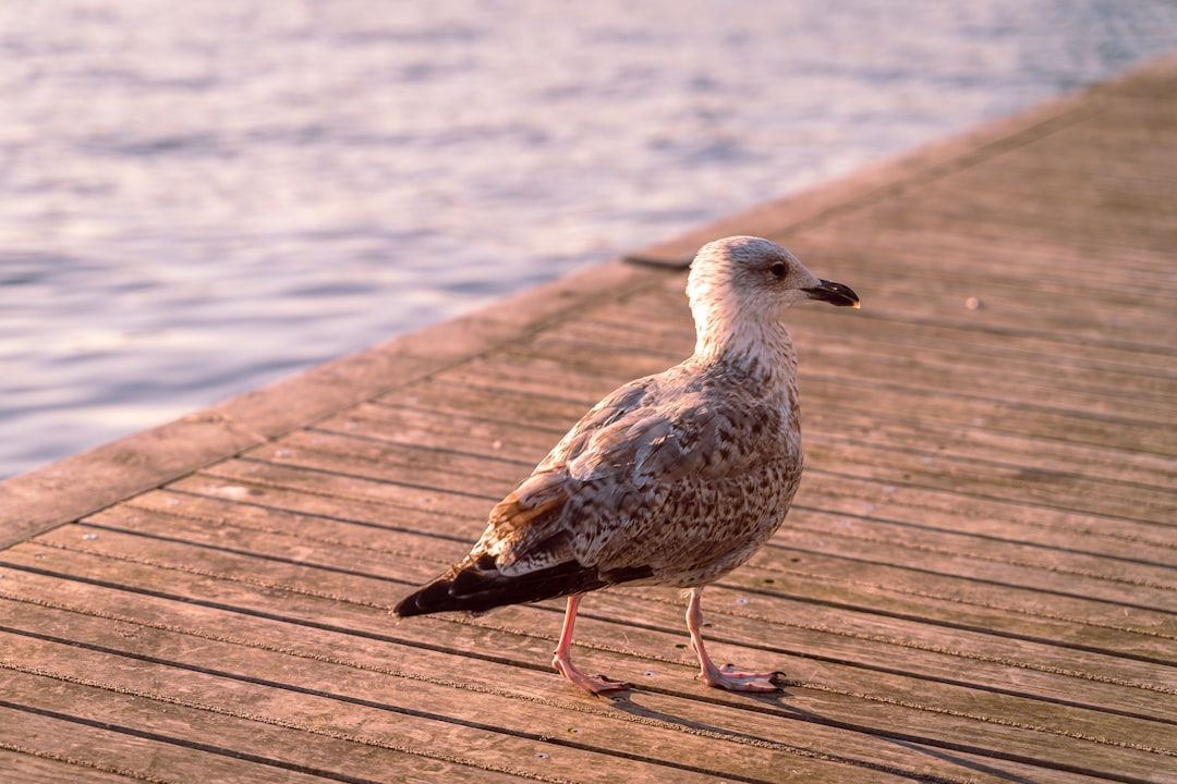 brown and white bird on brown wooden dock during daytime