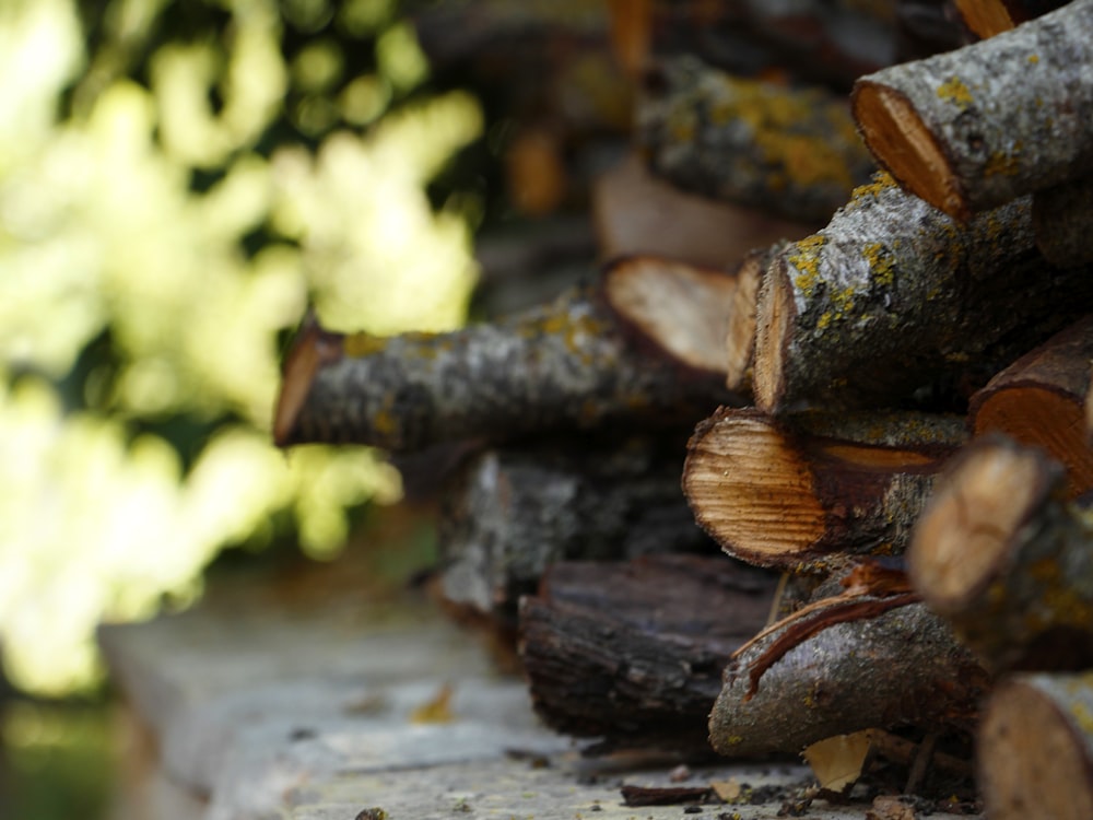 brown and black wood logs