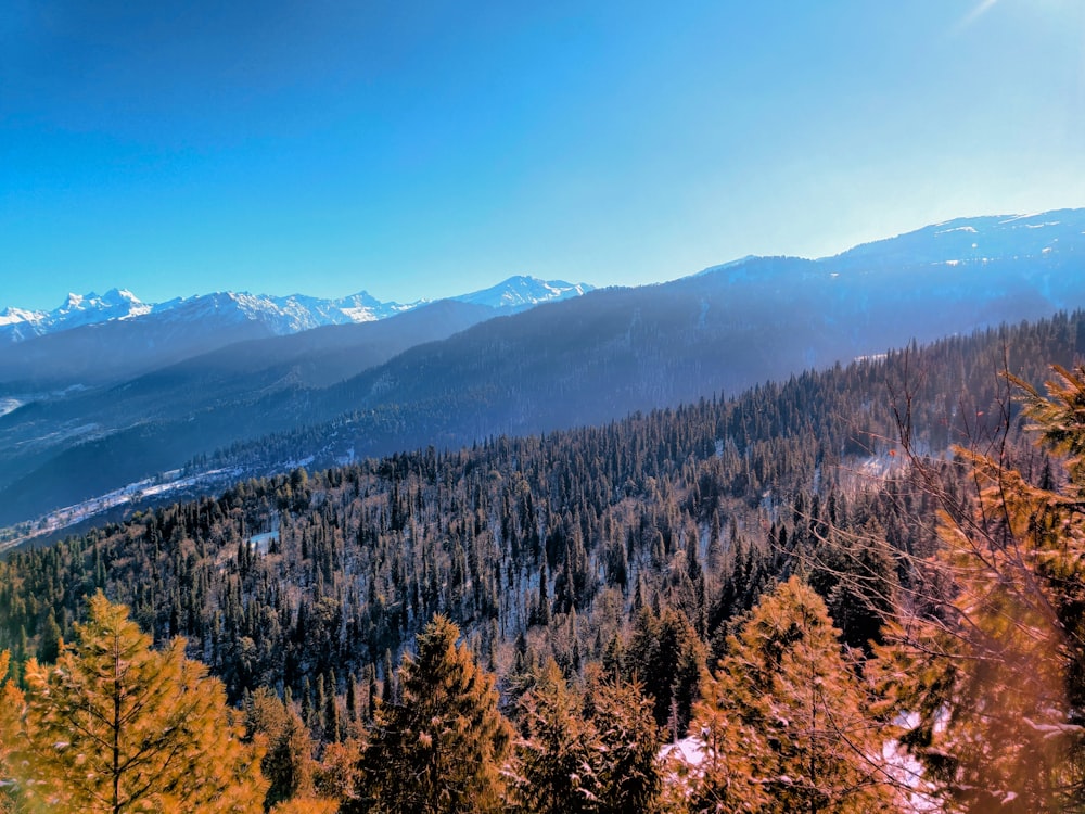 green and brown trees on mountain under blue sky during daytime