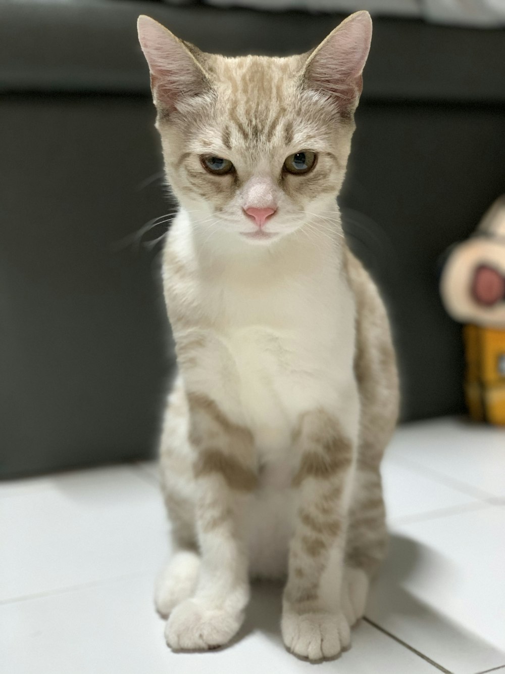 orange and white tabby cat