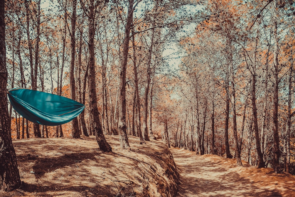 blue umbrella on brown dirt road between brown trees during daytime