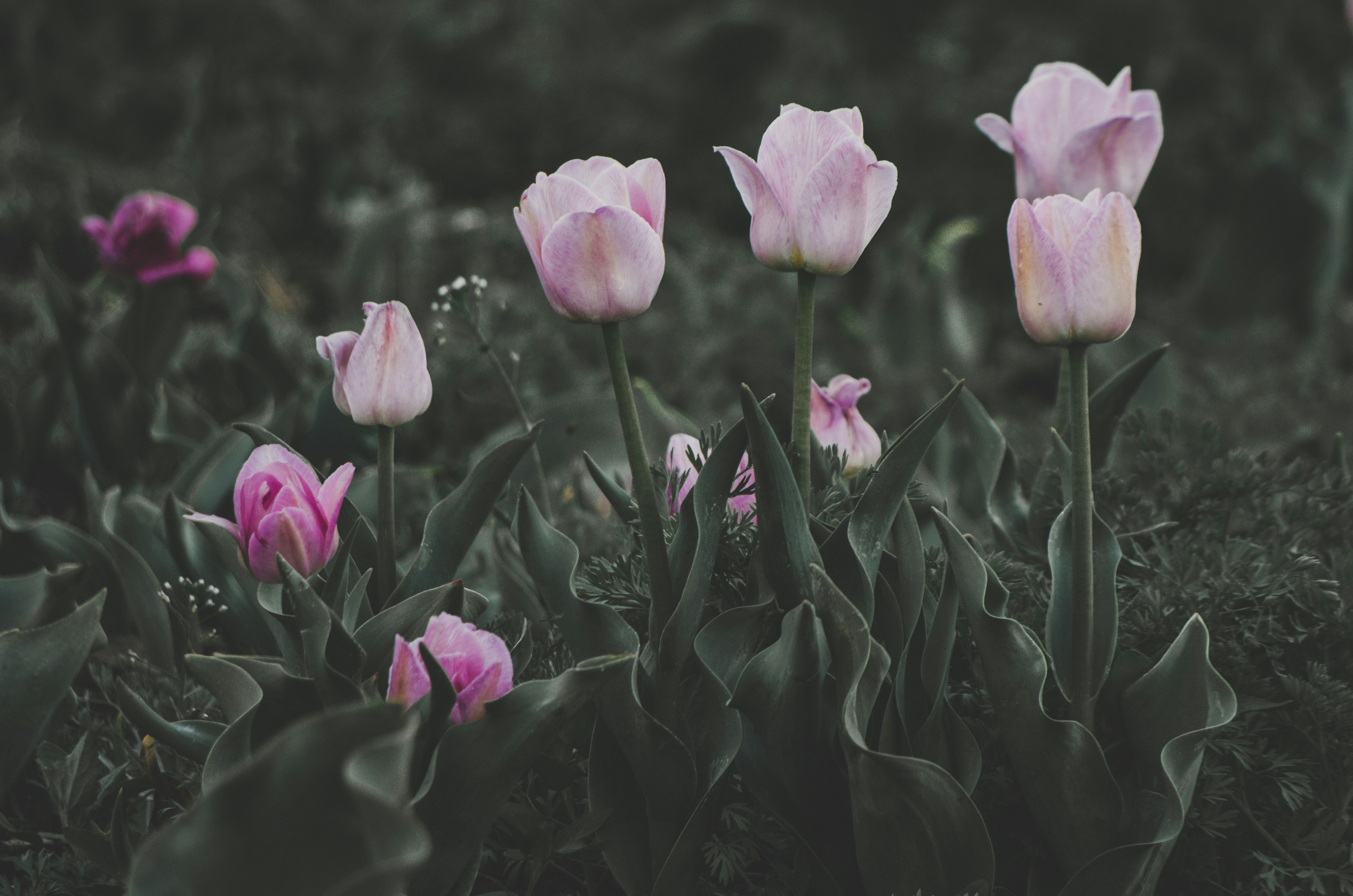 pink flowers with green leaves moldova teams background