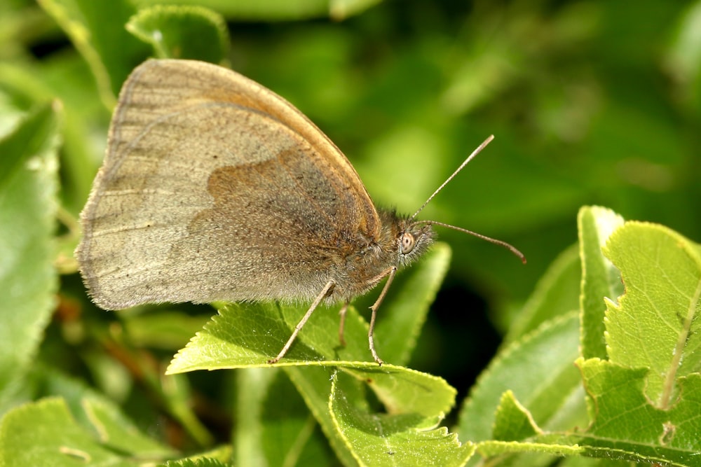 brown butterfly perched on green leaf in close up photography during daytime