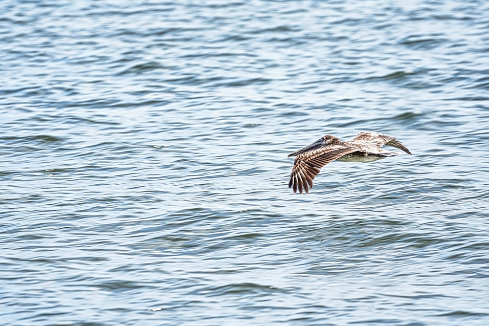 brown and white bird flying over the sea during daytime