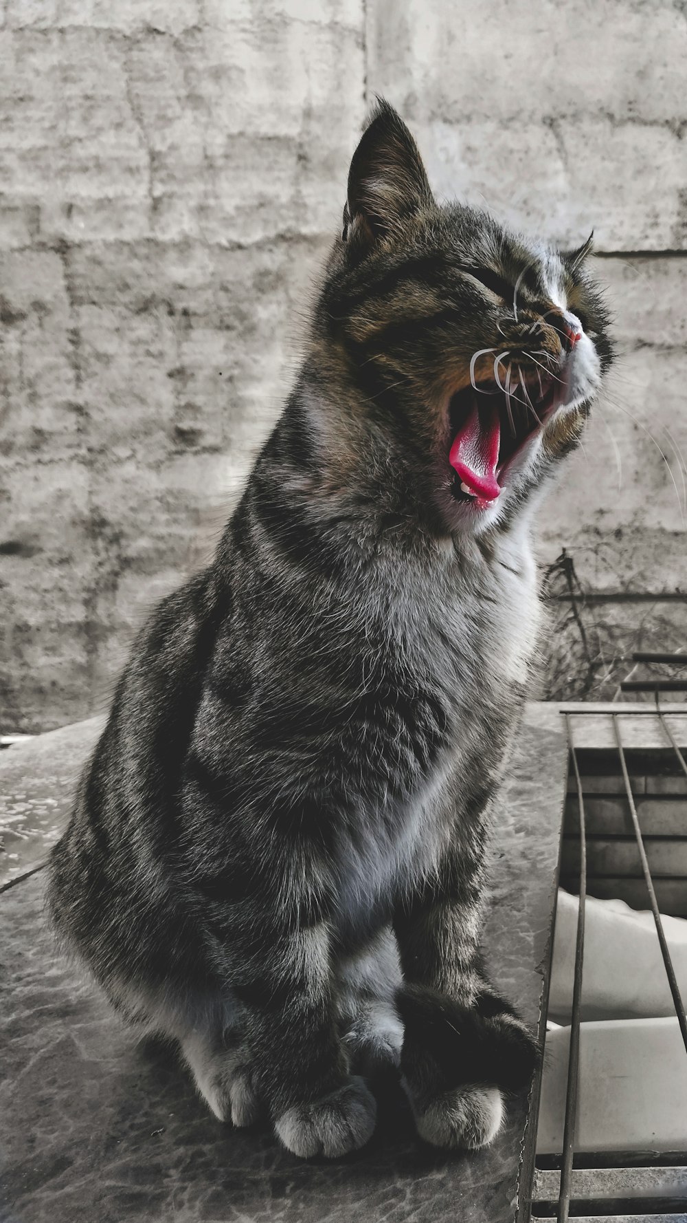 black and brown cat with mouth open