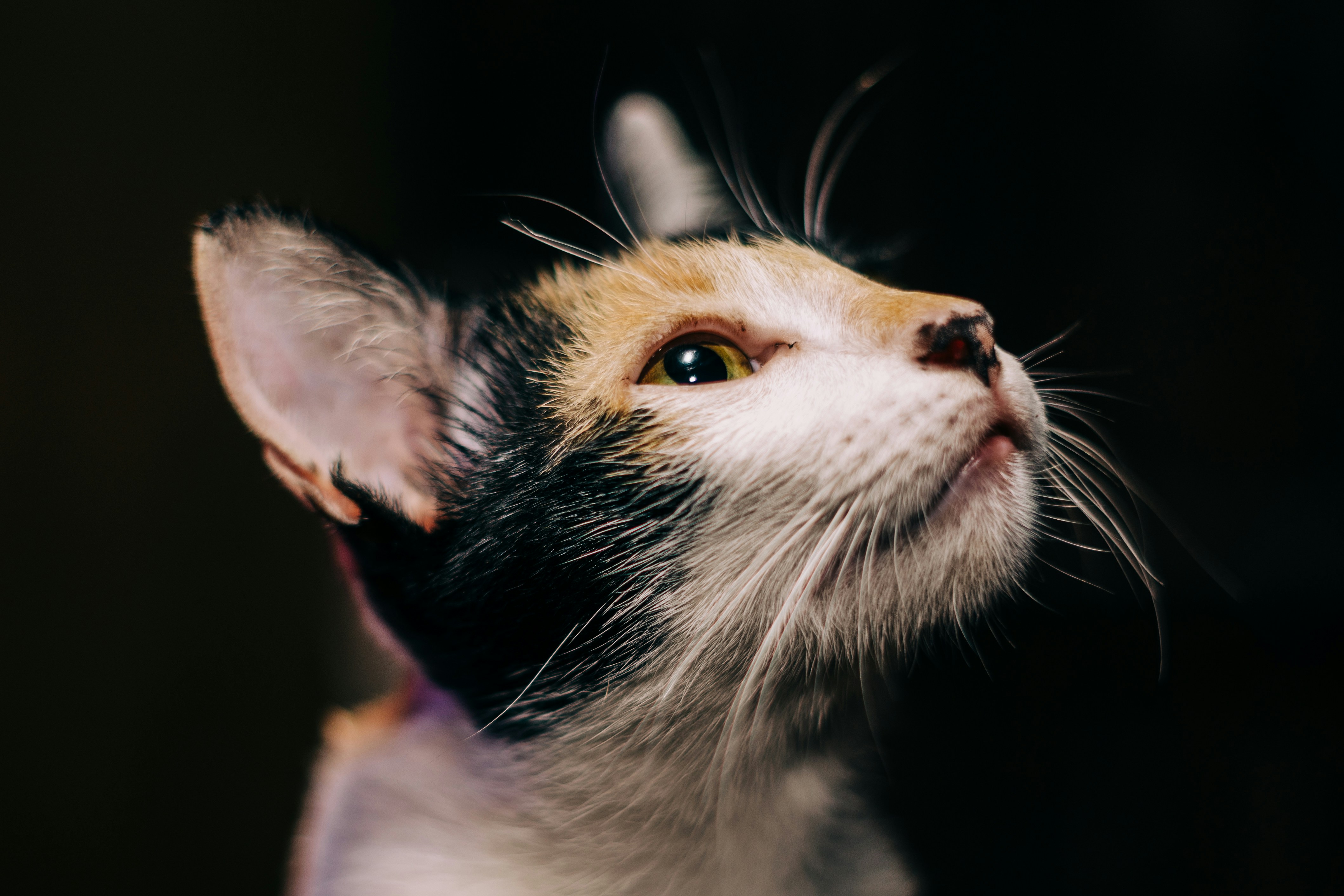 white and brown cat with black background