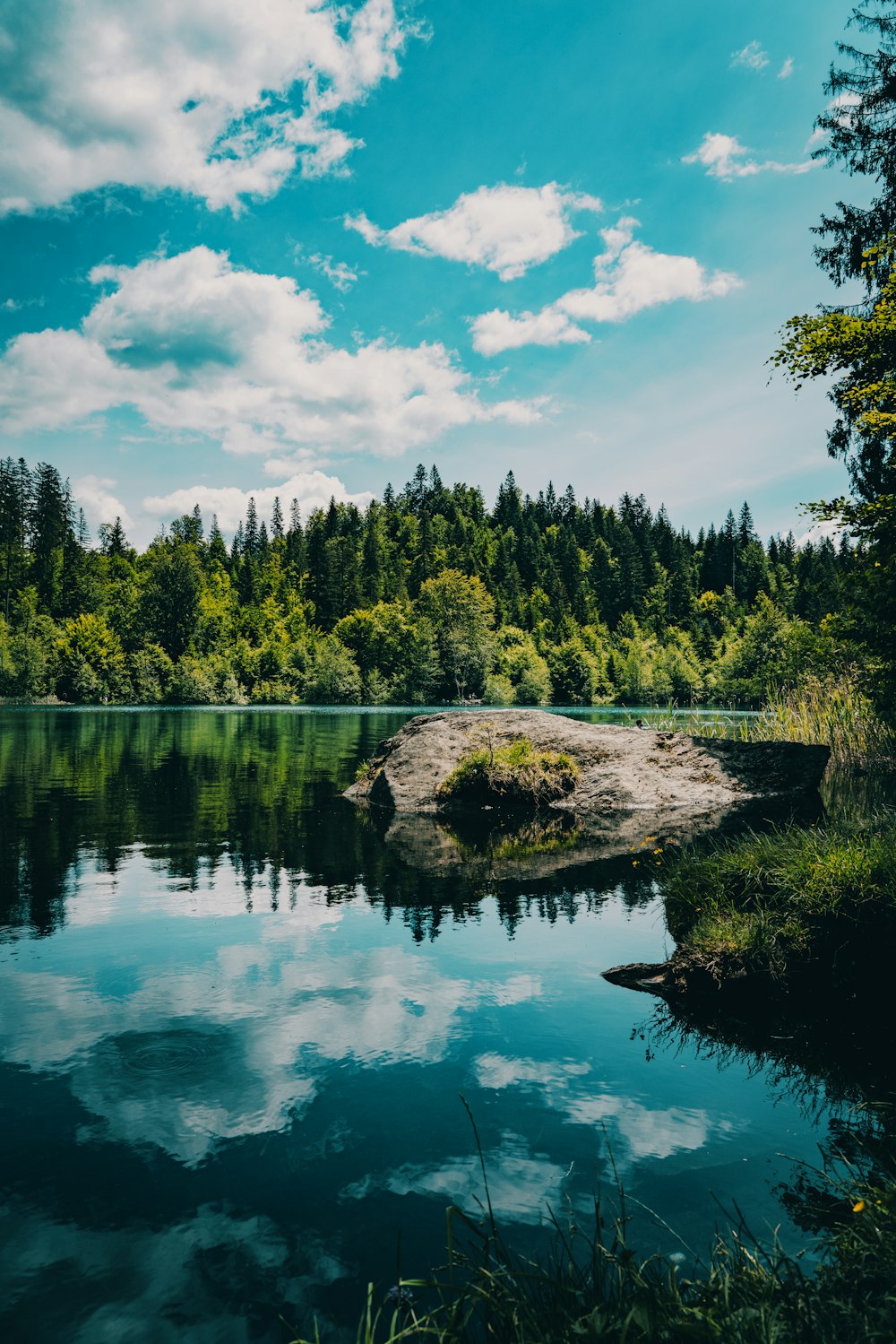 green trees beside body of water under blue sky during daytime