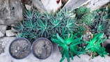 A collection of various succulent plants in small pots and directly on the ground, surrounded by rocks. The succulents display a variety of textures and shades of green with some having spiky leaves. The setting is outdoors, and the plants are arranged in an informal pattern.