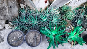 A collection of various succulent plants in small pots and directly on the ground, surrounded by rocks. The succulents display a variety of textures and shades of green with some having spiky leaves. The setting is outdoors, and the plants are arranged in an informal pattern.