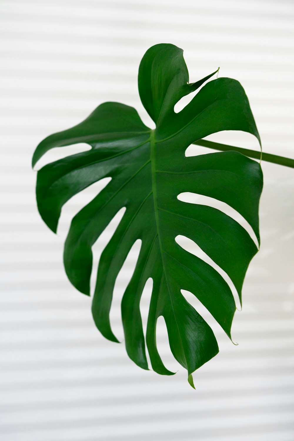 green leaves in close up photography