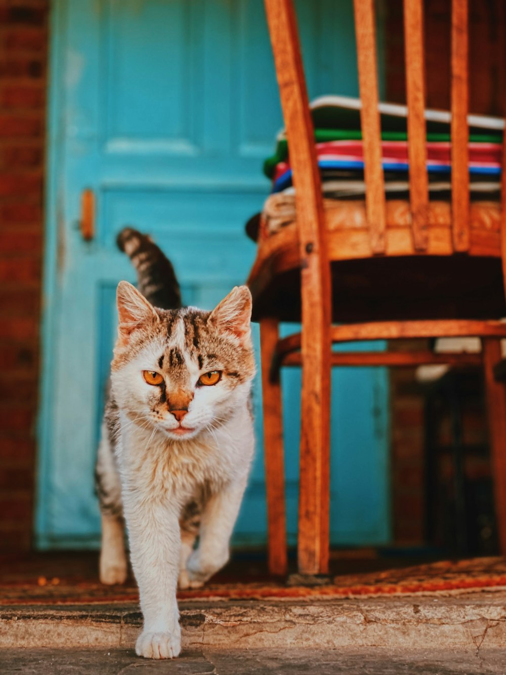 white and grey cat walking on wooden floor