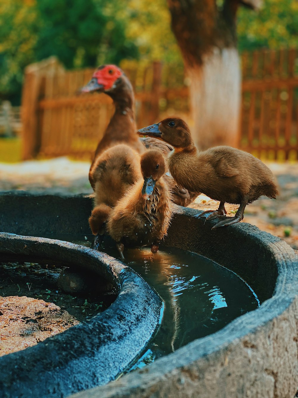 flock of ducklings on gray concrete floor