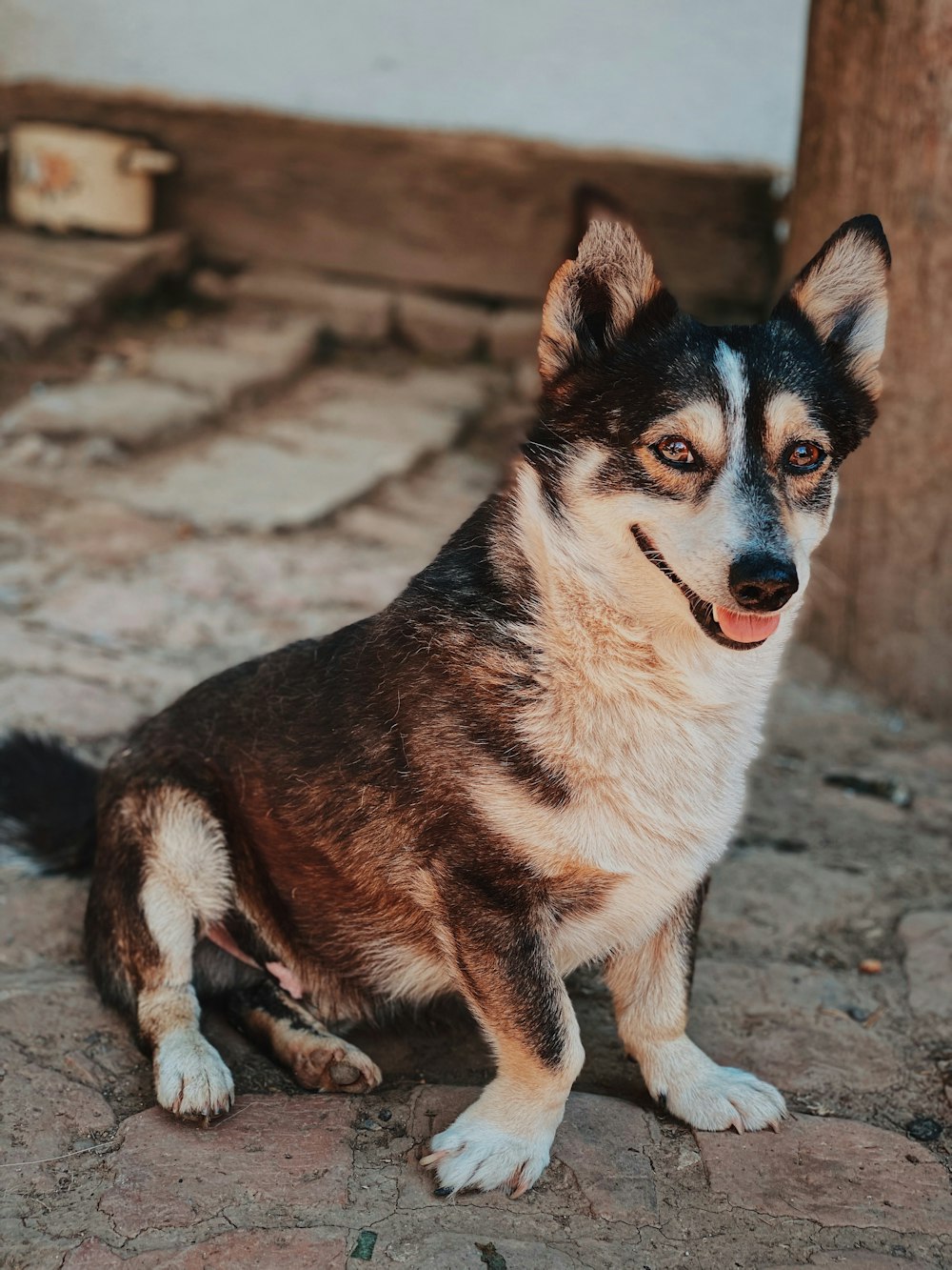 brown and white short coated dog sitting on gray concrete floor during daytime