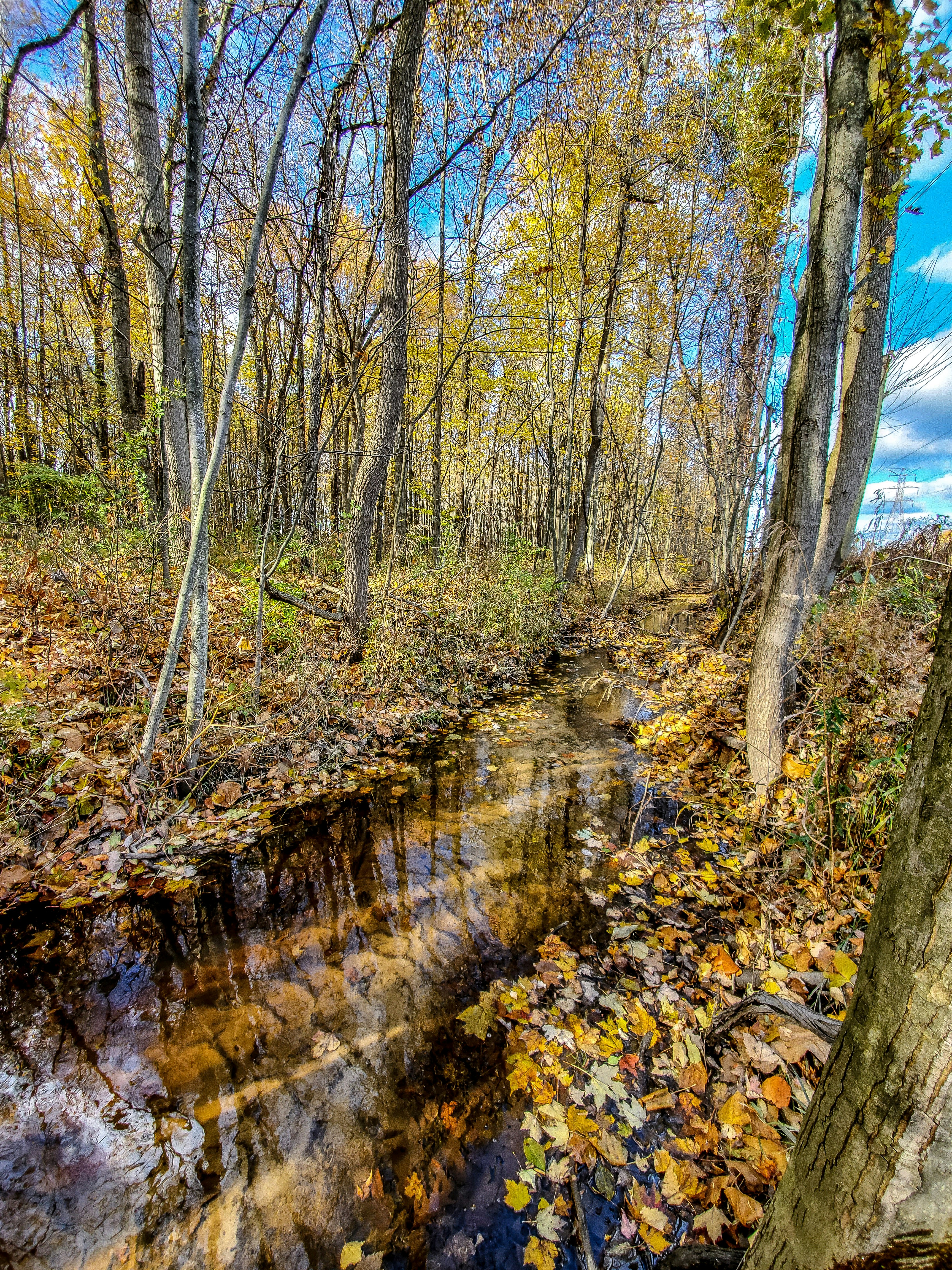 brown trees beside river during daytime