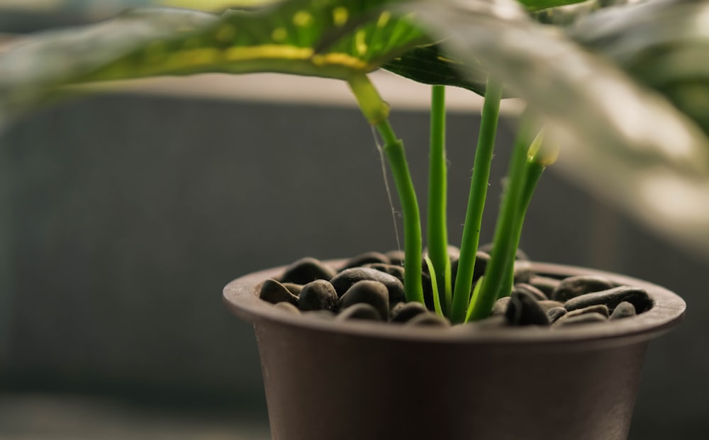 green plant on brown clay pot