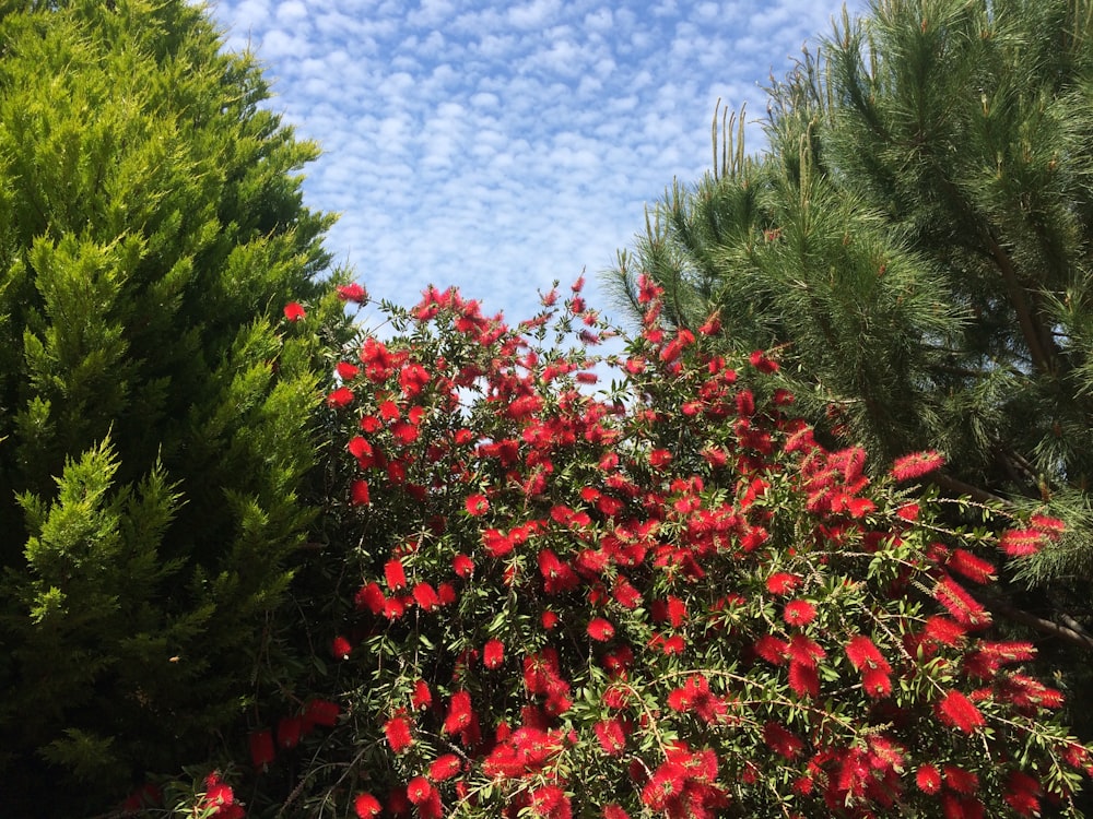 red flowers with green leaves