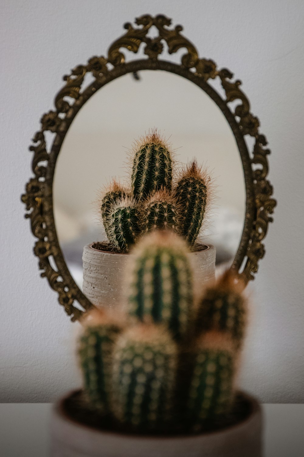 pianta di cactus marrone e verde