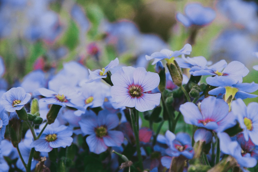 blue and white flowers in tilt shift lens