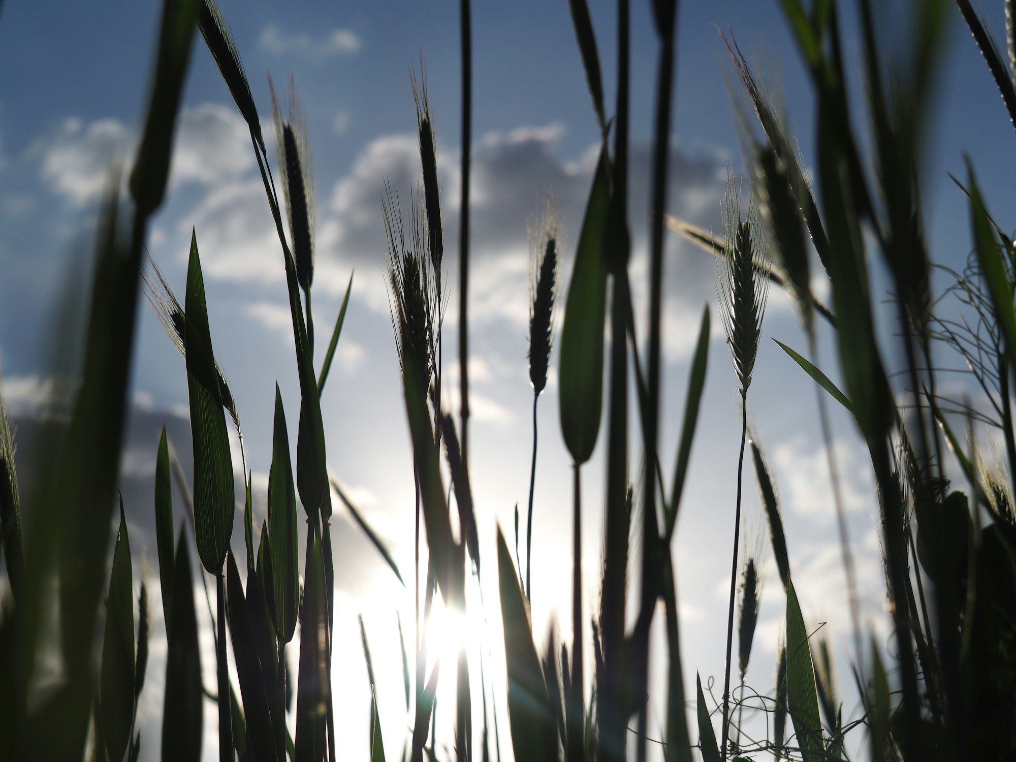 Vincennes Weather Guide: Best Seasons to Visit