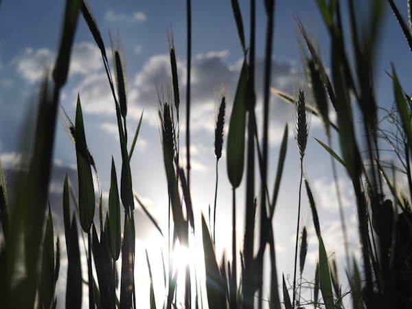 Vincennes Weather Guide: Best Seasons to Visit