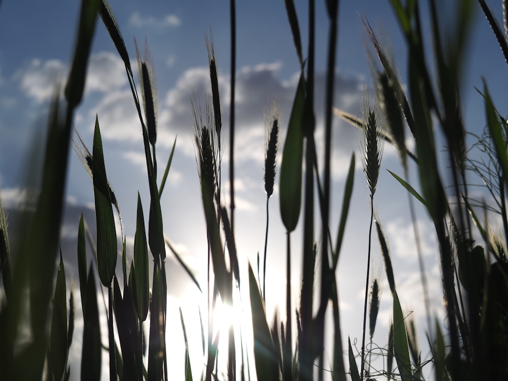 green wheat field during daytime