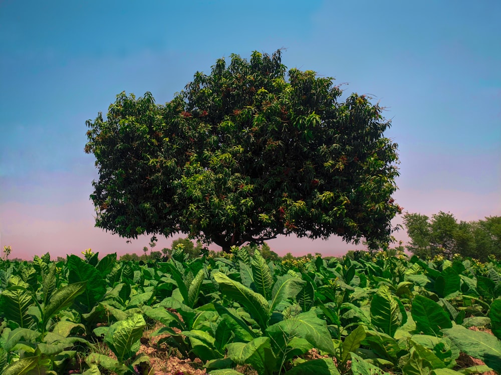 green tree under blue sky during daytime