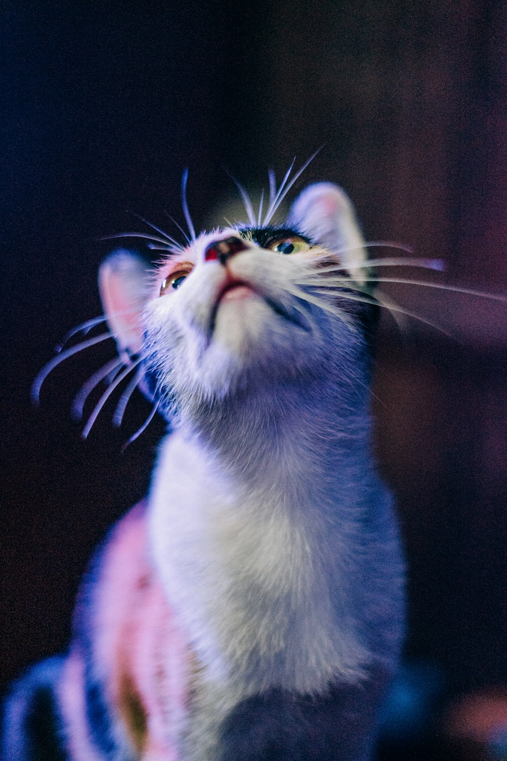 white and gray cat with blue eyes