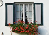 A charming window with partially open green shutters is adorned with delicate white curtains. A vibrant window box filled with lush green leaves and bright red flowers adds a splash of color to the scene. The white wall background complements the simplicity and elegance of the window design.