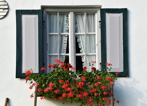 A charming window with partially open green shutters is adorned with delicate white curtains. A vibrant window box filled with lush green leaves and bright red flowers adds a splash of color to the scene. The white wall background complements the simplicity and elegance of the window design.