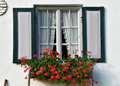 A charming window with partially open green shutters is adorned with delicate white curtains. A vibrant window box filled with lush green leaves and bright red flowers adds a splash of color to the scene. The white wall background complements the simplicity and elegance of the window design.