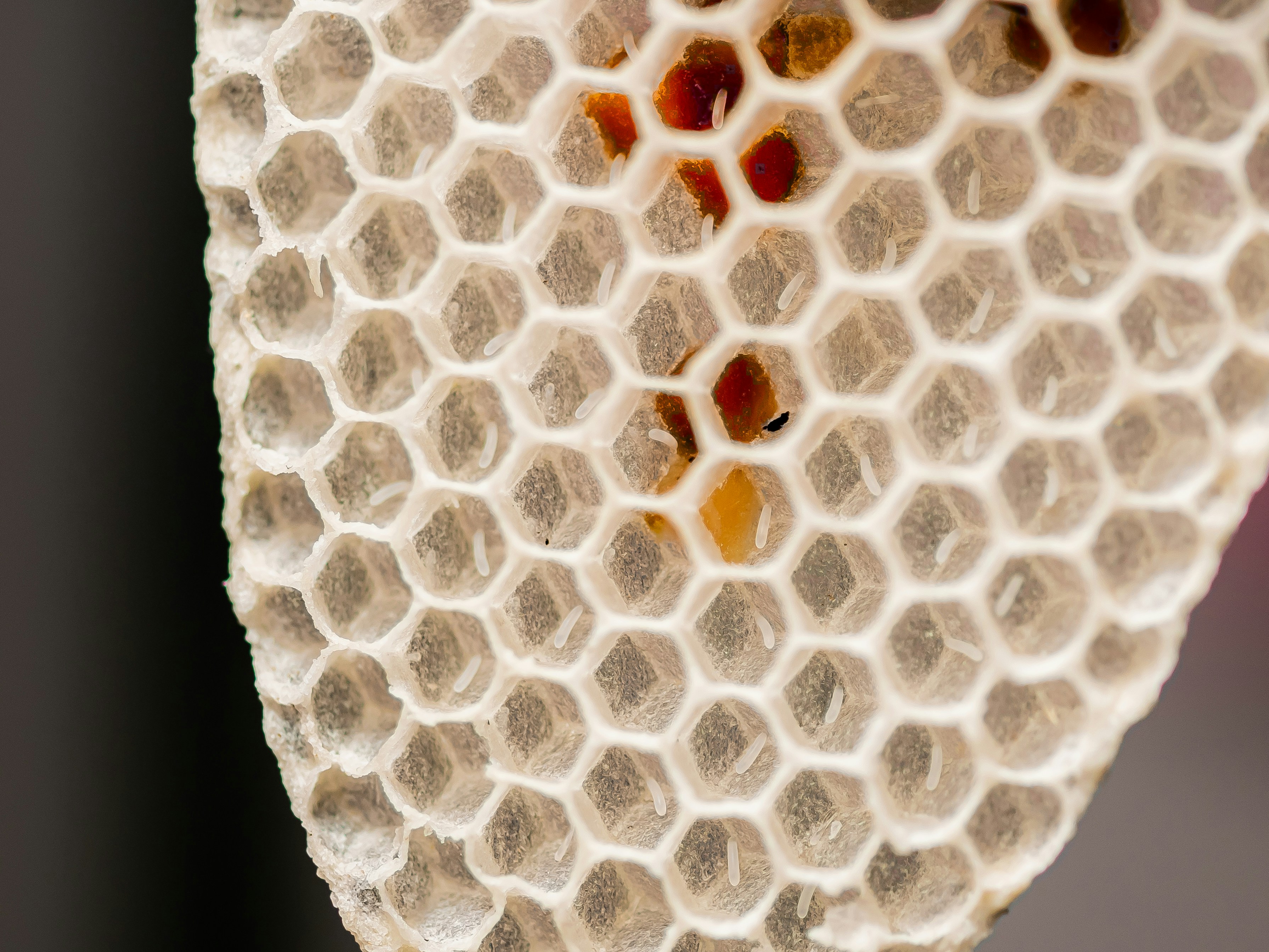 What Does A Baby Bee Look Like? Find Out Here Baby Care Guru