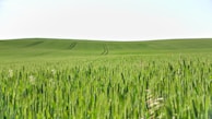 A serene farm landscape with rows of green crops under a clear blue sky.