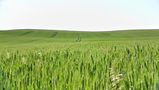 A serene farm landscape with rows of crops under a clear blue sky.