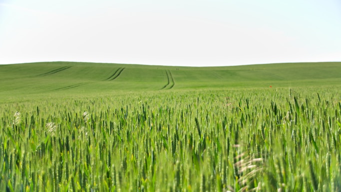 A serene farm landscape with rows of crops under a clear blue sky.