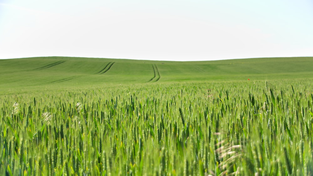 green grass field under white sky during daytime