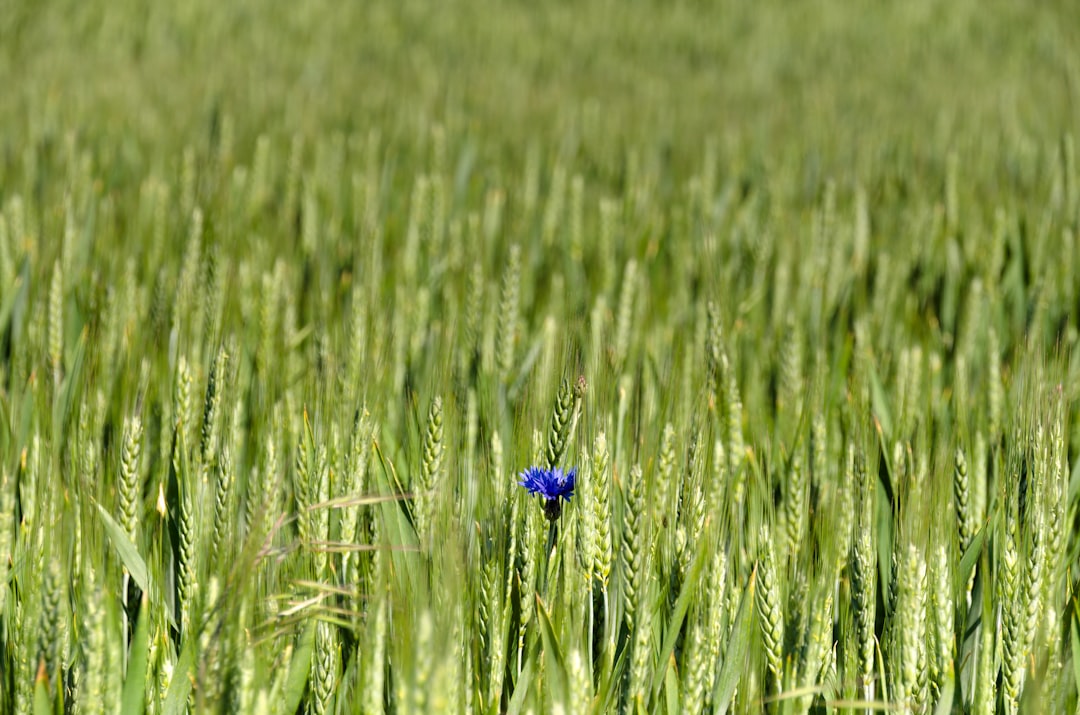 blue flower in green grass field during daytime