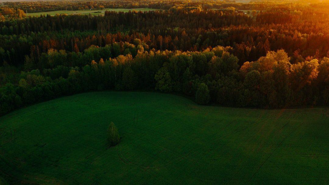 green grass field surrounded by trees during daytime