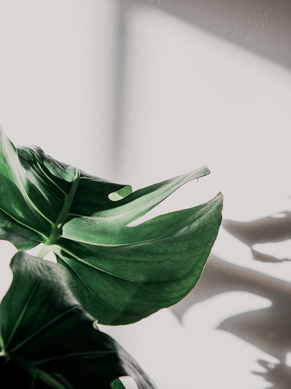 green leaf in white background