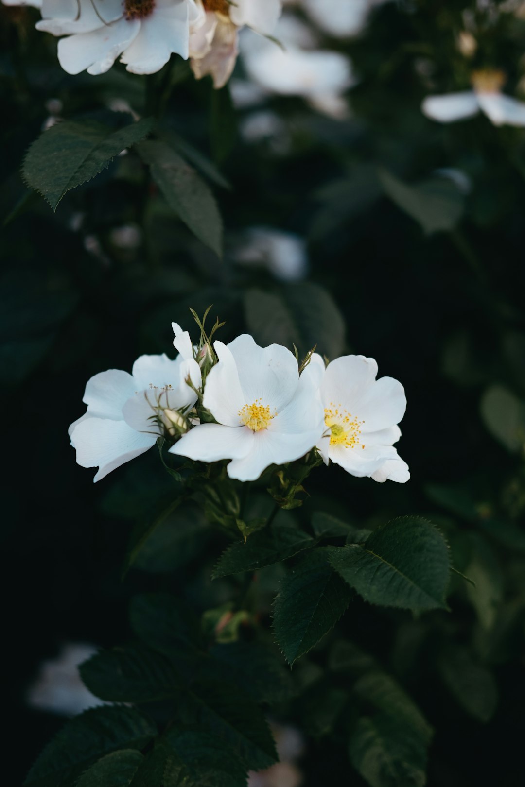 white flower with green leaves