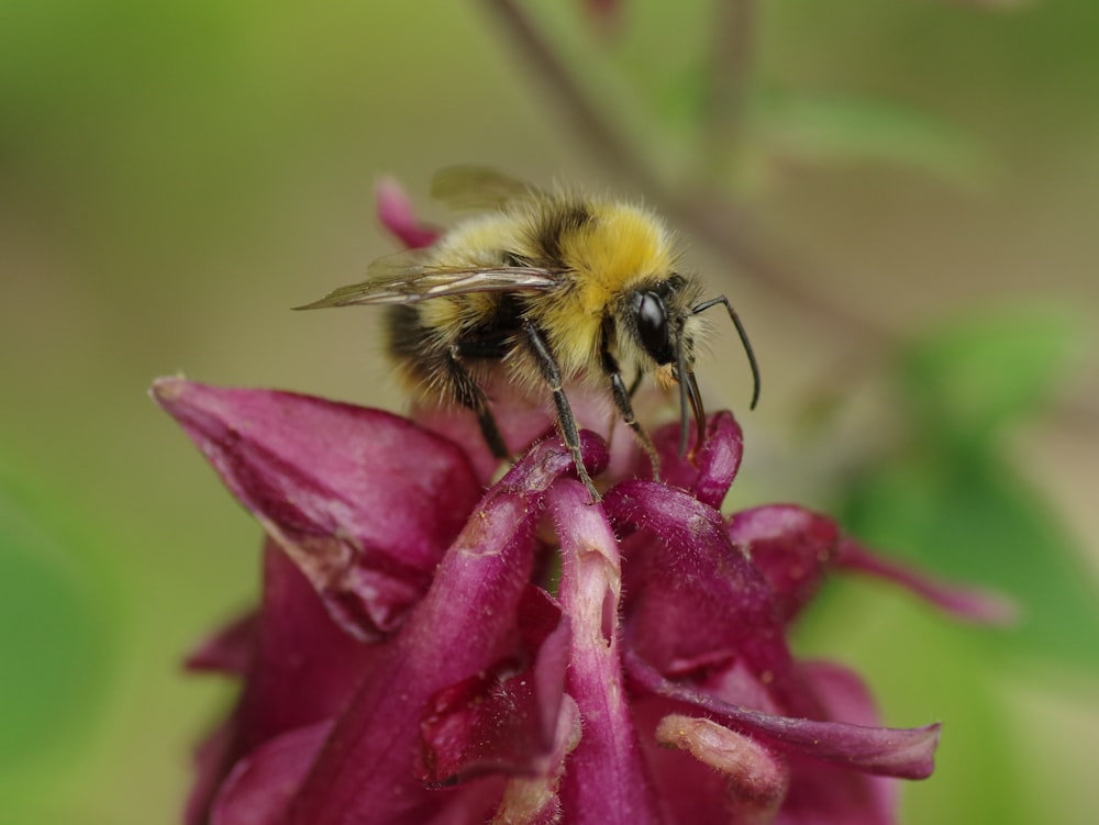 black and yellow bee on purple flower