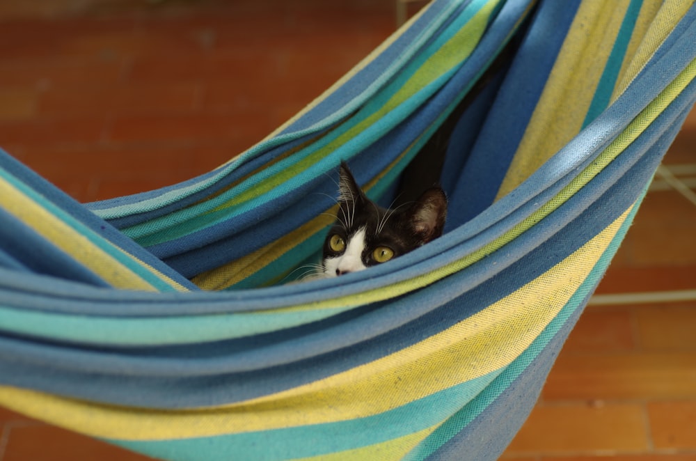 tuxedo cat on blue and yellow striped textile