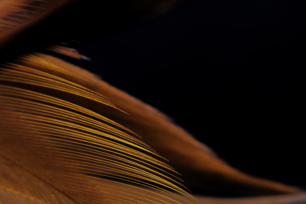 brown and black feather in close up photography