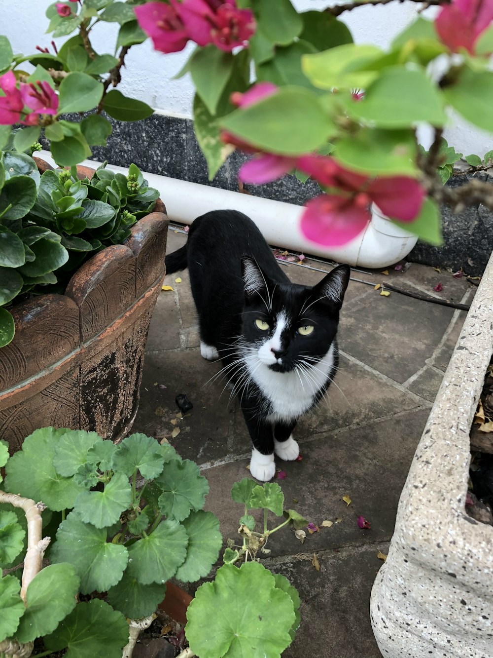 tuxedo cat on brown plant pot