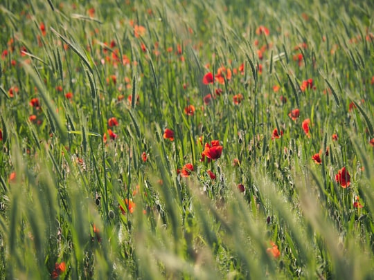 red flowers on green grass field during daytime in Vincennes France